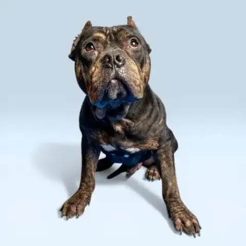 Meatball