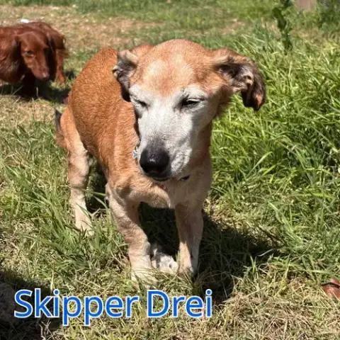 Skipper Drei photo 4
