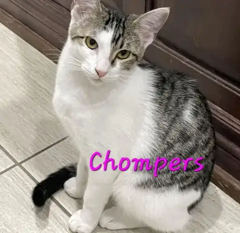 Chompers #More-Purrs-Less-Drama