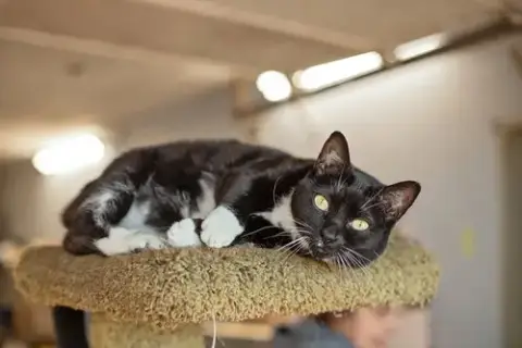 Honey & Sweetie