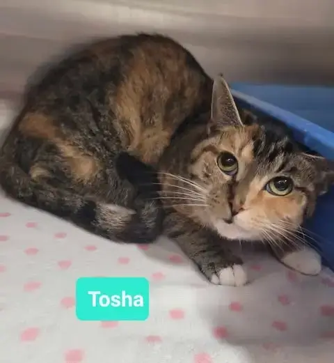 Tosha photo 3