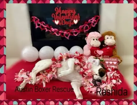 Rashida photo 4