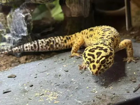 Rex ⭐️