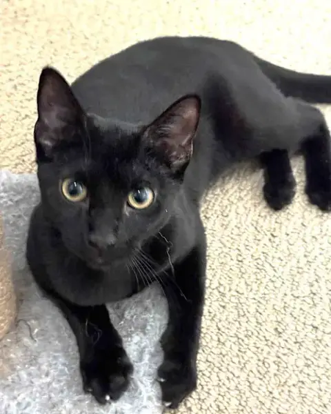 Nova