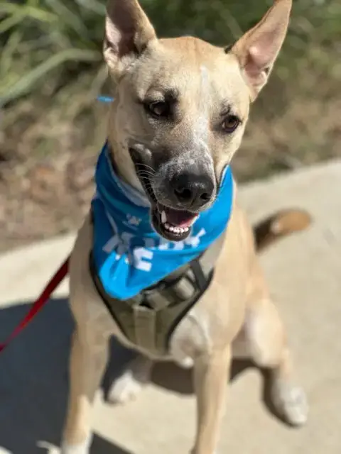 Dash photo 2