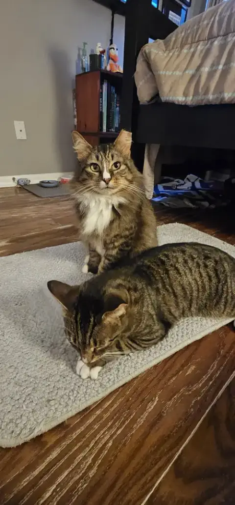Siegfried & Roy 1.1.25 photo 5