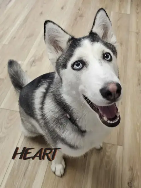 Suki