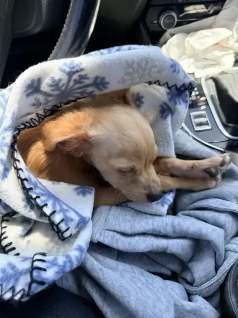 Taquito photo 2