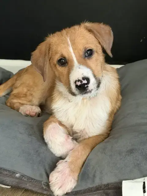 Puppy Teddy photo 5
