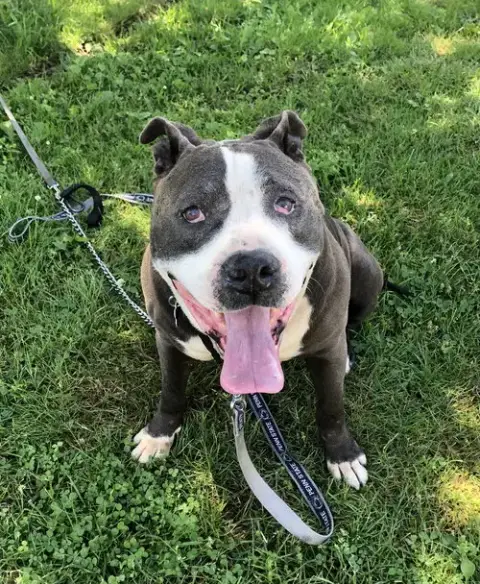 Rocky *Foster Needed* photo 3