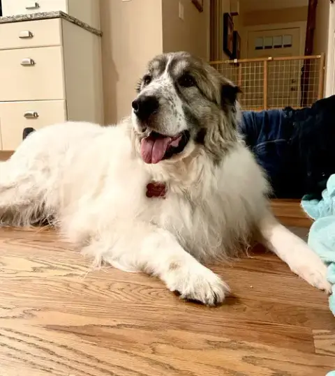 Balou Bonded With Lumi photo 4