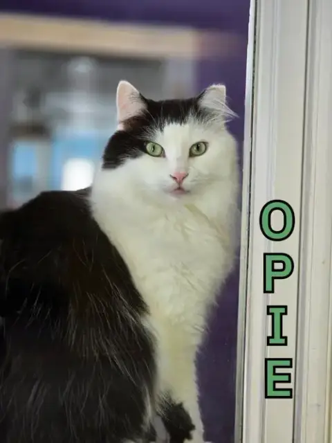 Opie photo 3