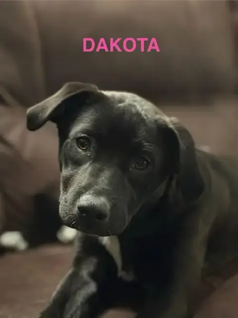 Dakota photo 2