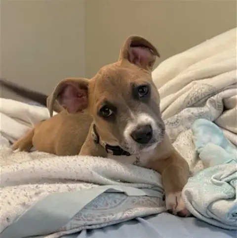 Millie