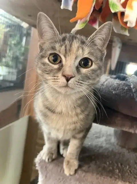 Tracksie