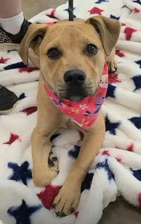 Roscoe