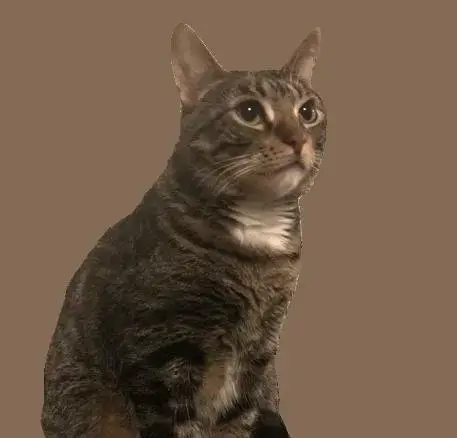 Otto #Mitted-Tabby photo 2
