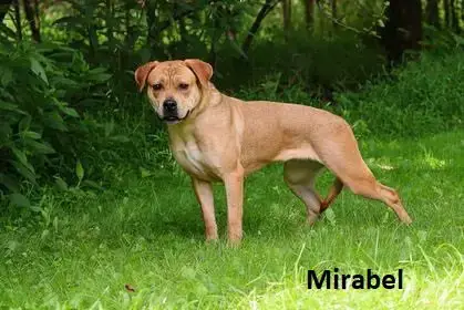 Mirabel photo 4