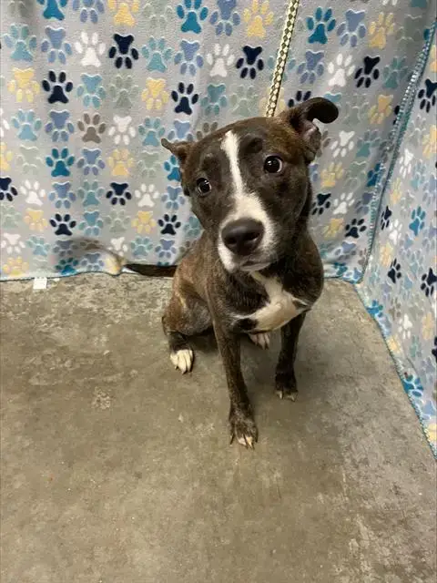 Brindi
