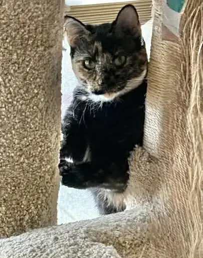 Blitzen