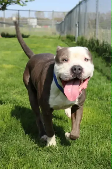 Travis