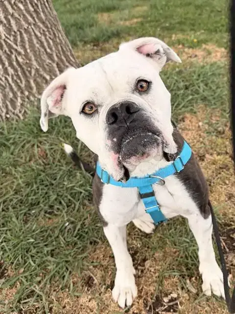 Bella