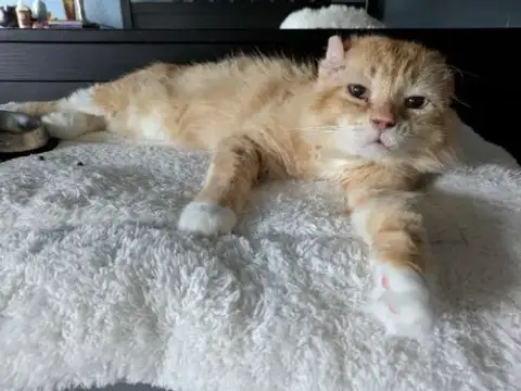 Walter Mcfluffy photo 4