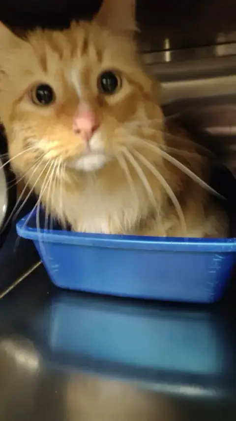 Little Cat photo 3
