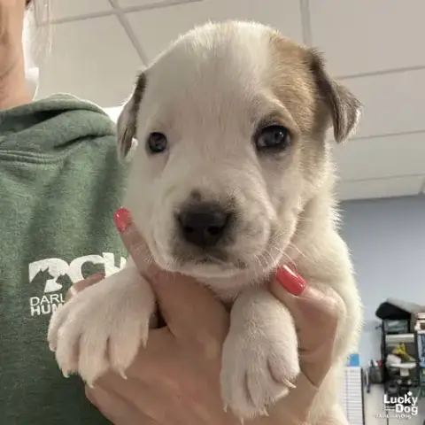Walter