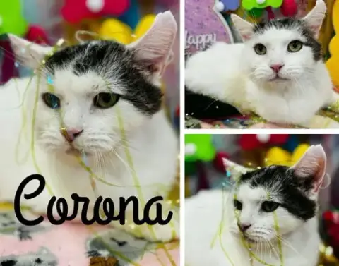 Corona- Fiv+