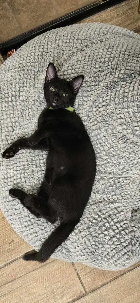 Panther photo 3