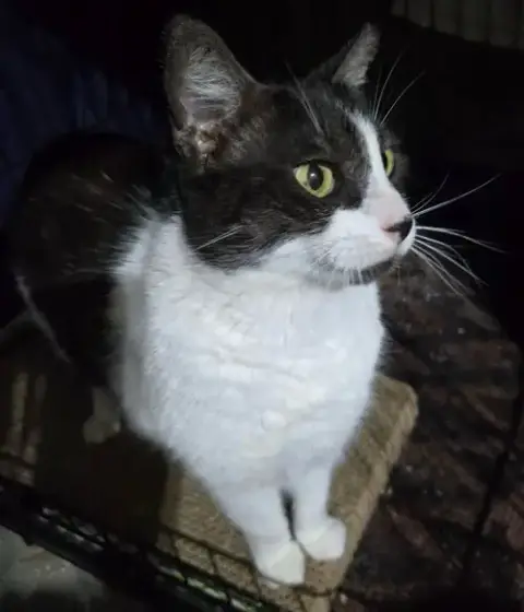 Oreo photo 3