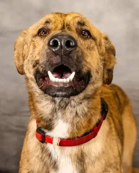 Lando photo 4