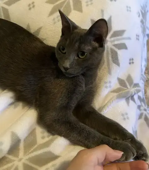 Cayenne photo 2