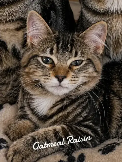 Cookie Kittens photo 2