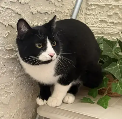 Tux Mcfluff photo 3