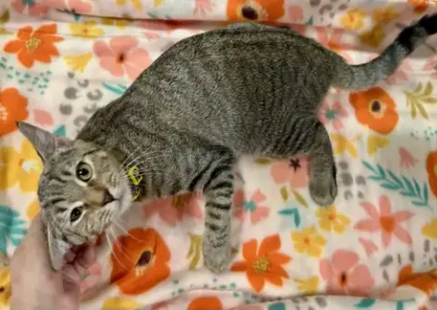 Cats/Kittens-Altamonte Springs Location
