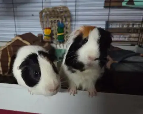 Tupac And Joey photo 2