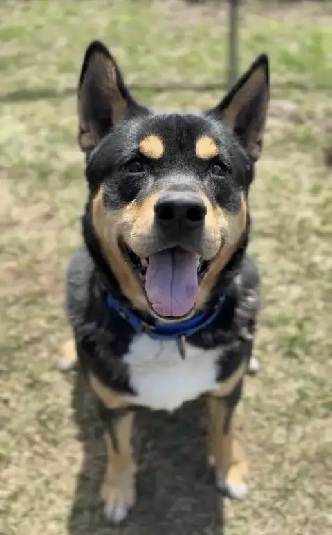 Kane