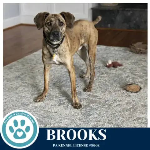 Brooks 022126