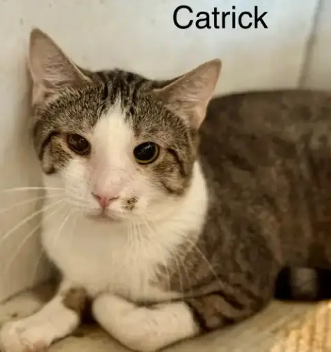 Catrick Swayzee