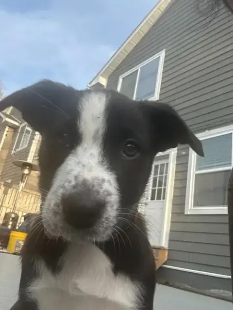 Clover