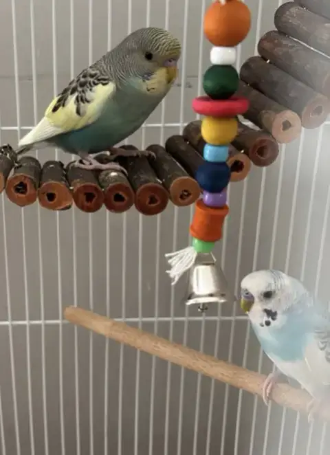 Jack Frost & Cado