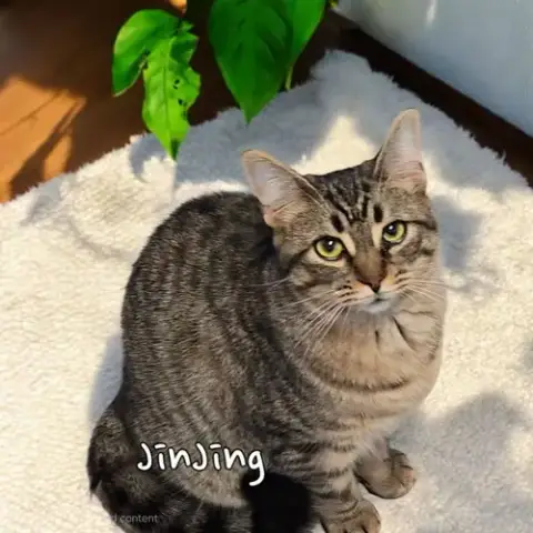 Jinjing