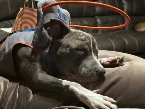 Travis
