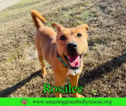 Rosalee photo 3