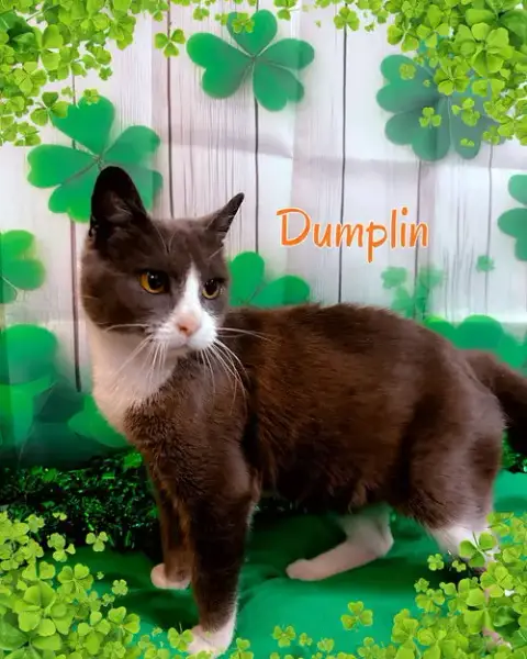 Dumplin photo 5