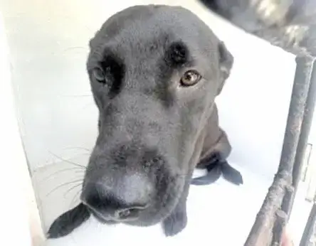 Lottie
