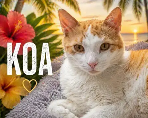 Koa