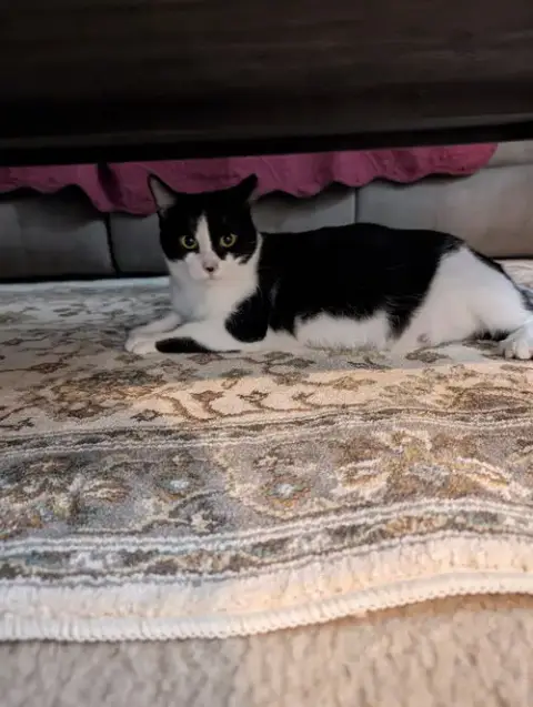 Oreo photo 3